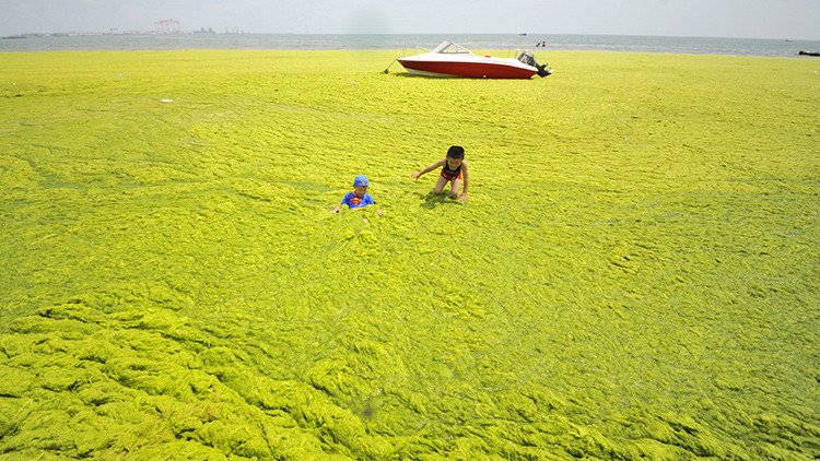 'Mar verde': Así es la extraña playa de China que cada verano se llena de algas (Fotos)