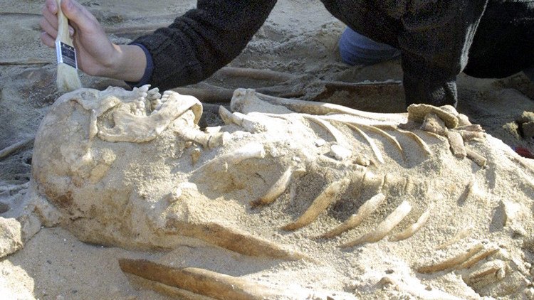 Esqueletos de soldados de Napoleón hallados en Lituania mostraron signos de inanición