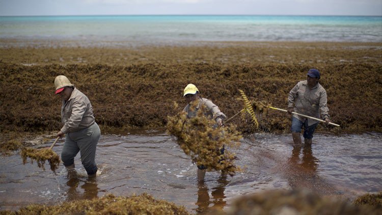 Fotos: El uso de pesticidas en EE.UU. fomenta las algas y ahuyenta al turismo en Cancún