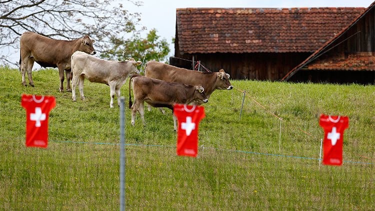 Las relaciones entre Francia y Suiza, enturbiadas por un escándalo de helicópteros militares y vacas