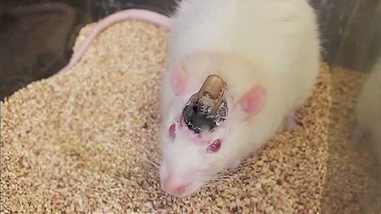 ¿Cerebros a control remoto?: la ciencia crea ratones teledirigidos (video)
