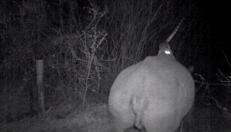 Una genetta se encarama a un 'asustado' rinoceronte en peligro de extinción