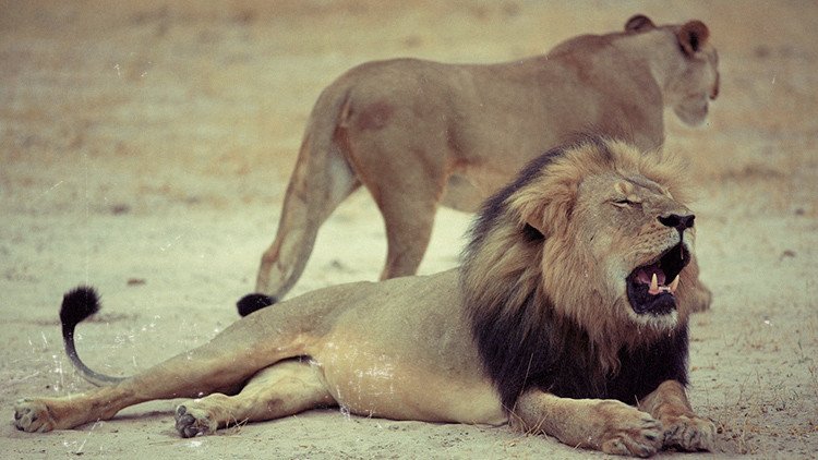 ¿Y los migrantes?: Cómo la muerte del león Cecil esclipsó las noticias de la semana