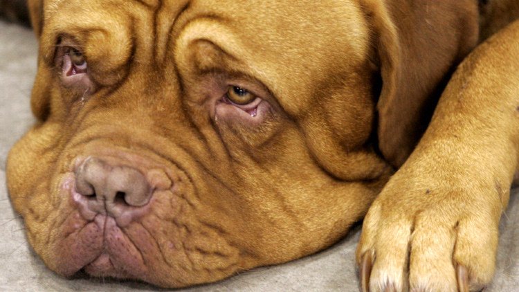 Francia: Piden la pena máxima para el dueño de un perro enterrado vivo