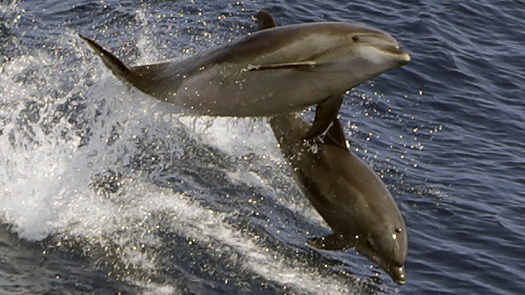 ¿Por qué mueren delfines cerca de Fukushima? El agua contaminada amenaza la fauna del Pacífico