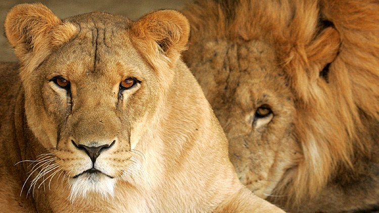 Ministro británico de Medio Ambiente: "Matar leones favorece la protección de las especies"
