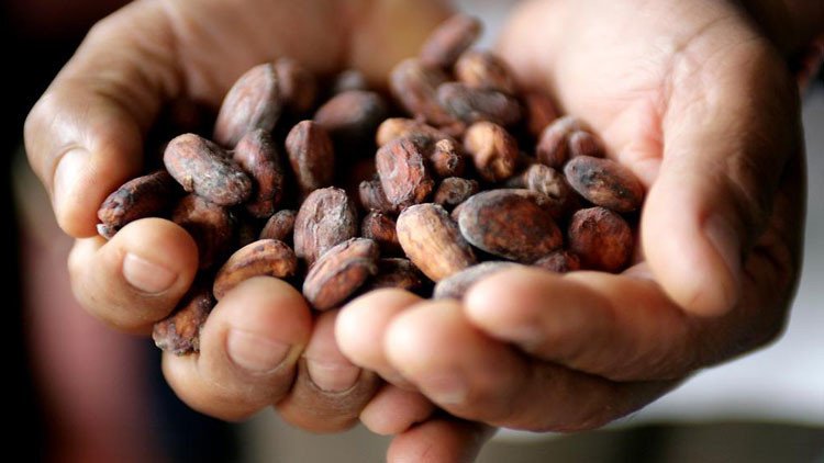 Acata: La historia del pueblo colombiano que sobrevive tras cambiar coca por cacao