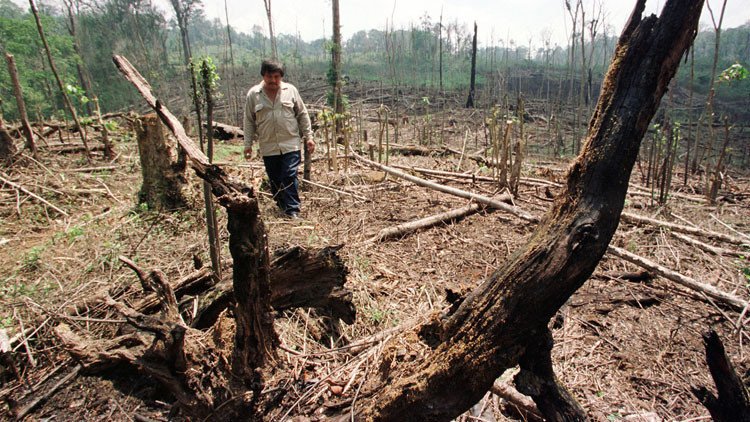 Investigadores mexicanos crean un método revolucionario para combatir la deforestación