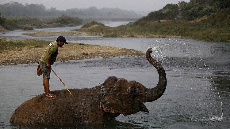 Si los turistas supieran como maltratan a los elefantes en la India, no se subirían a ellos