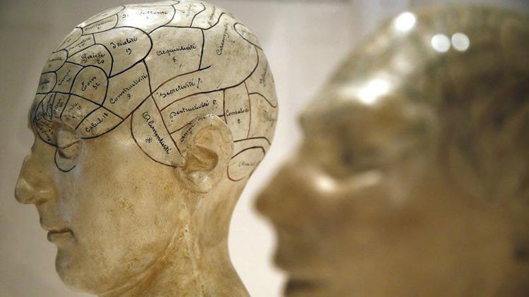 Revelan la principal diferencia entre los cerebros masculinos y femeninos