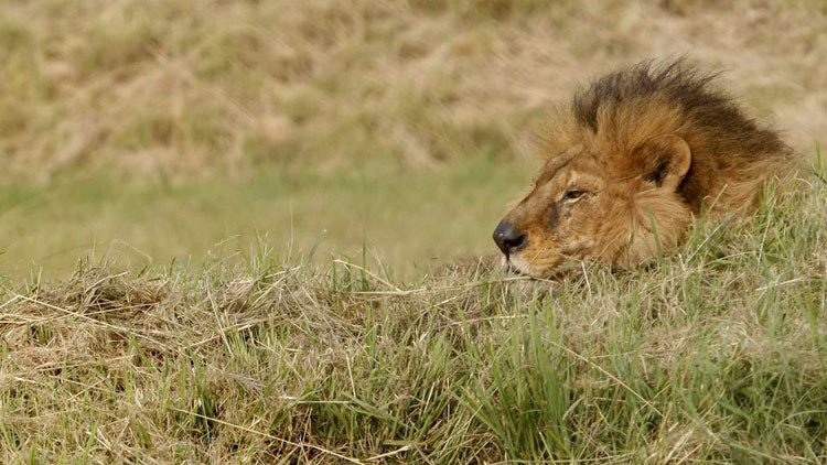 Foto: Un niño de 7 años con "su primer león" cazado en África desatan la indignación en la Red