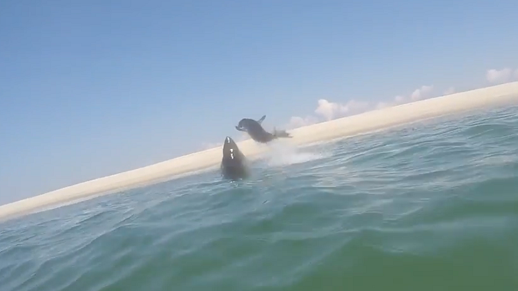 Una foca se libra por los bigotes de acabar en las fauces de un tiburón blanco