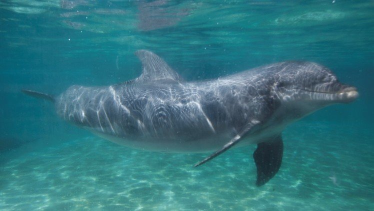 ¿Espionaje bajo el agua? Hamás captura a un delfín espía israelí