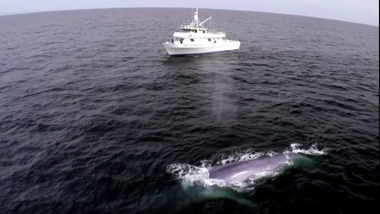 ¡Sorpresa!: Una ballena azul aparece durante una transmisión sobre lo difícil que es encontrarlas