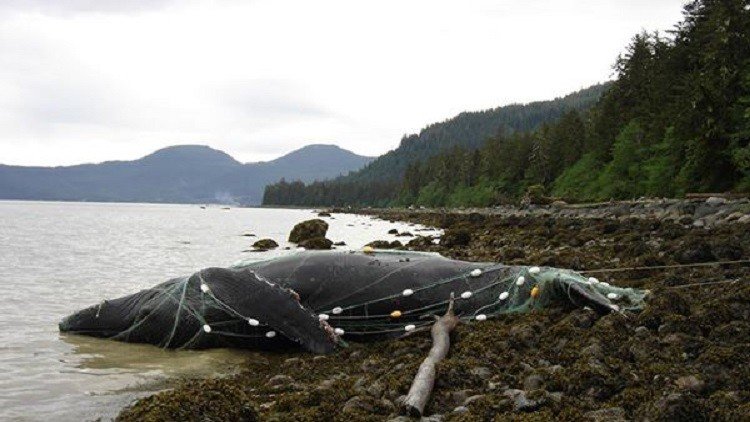Una "mortalidad inusual" de ballenas en EE.UU. deja perplejos a los científicos