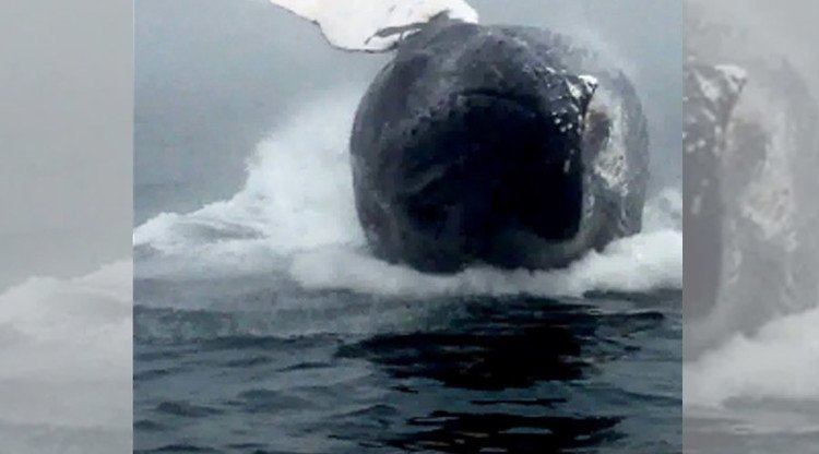 Momento oportuno: un turista capta un vídeo único de una ballena 