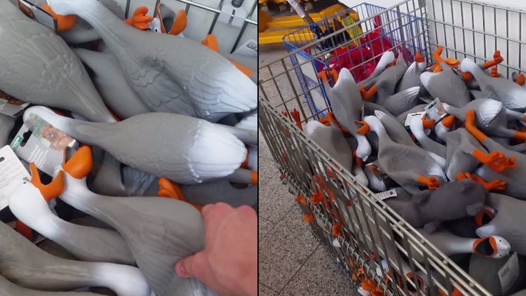 ¿Qué tiene este video de un 'Ejército de patos' para volverse viral en la Red? 