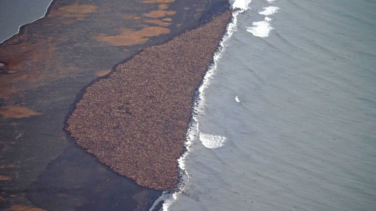 ¿Algo falla?: Miles de morsas se hacinan en Alaska 