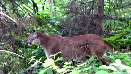 ¿Qué pasa si te encuentras con un puma salvaje en el bosque?