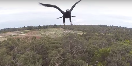 La 'guerra por el cielo' de aves contra drones