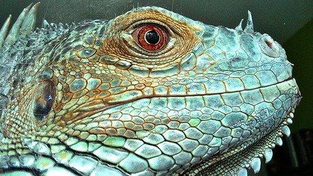 Invasión peligrosa: Cómo las iguanas se 'adueñaron' de Puerto Rico