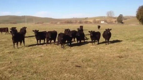 La canción ‘hipnótica’ que hacer furor entre las vacas