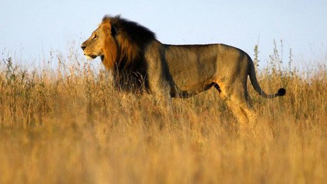 Lista de precios: ¿Cuánto cuesta matar a un animal exótico?