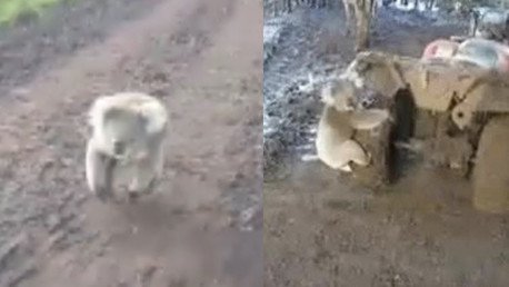 Una chica aterrorizada 'vuela' en su cuatrimoto al ser perseguida por un koala 'enloquecido'