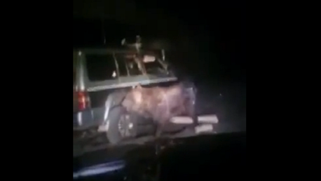 Un oso se venga del todoterreno que lo atropella