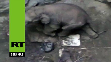 Rescatan a una cría de elefante de un pozo en la India