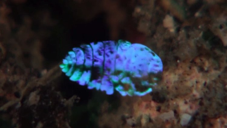 Visto y no visto: descubren el truco de un crustáceo que se vuelve invisible (video)