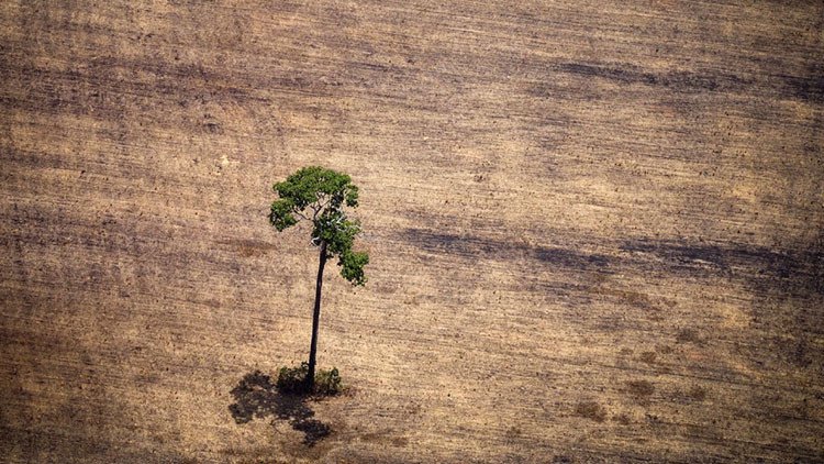 Las devastadoras fotos de los bosques del mundo en peligro de extinción