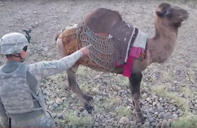 ¿Ha sido el karma?: Un camello patea a un soldado estadounidense en Afganistán 