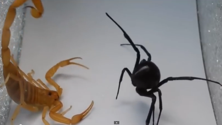 Escorpión vs 'viuda negra': ¿Quién ganará la batalla más venenosa del planeta?
