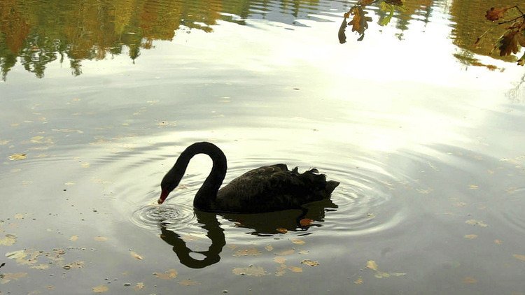 El autor de la teoría del 'cisne negro': "Prefiero invertir en Rusia porque ya pasó por el infierno"