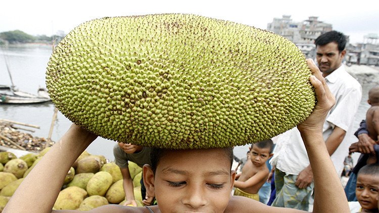 Bióloga: "Una fruta puede ayudar con el problema del hambre en la India, pero nadie la quiere" 