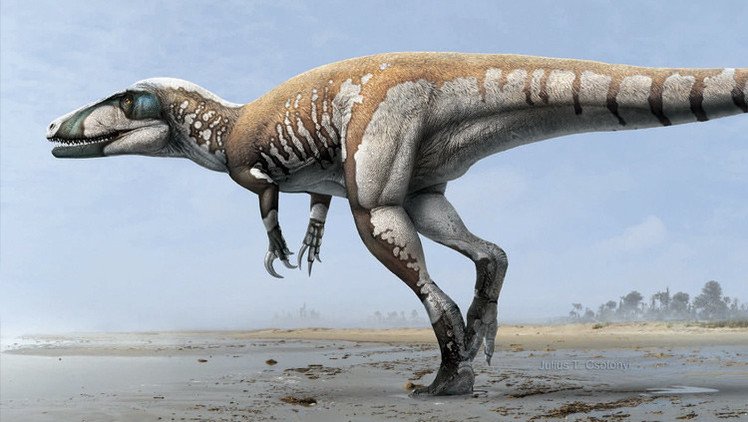 Australia descubre a su mayor dinosaurio carnívoro