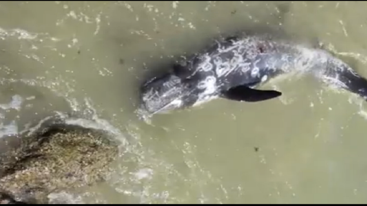 Un delfín aterrorizado se lanza a los pies de un hombre para huir de los cazadores