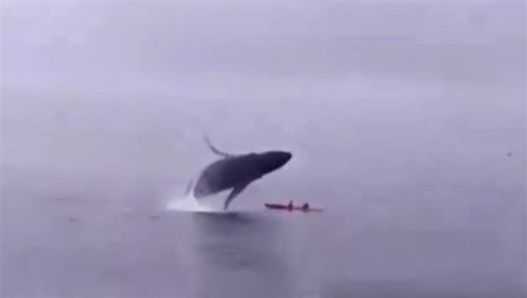 Una ballena jorobada aplasta a una pareja de kayakistas