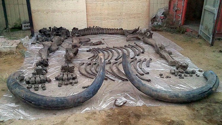 Descubren en Rusia el esqueleto más completo de un mamut único con 130.000 años (Fotos)