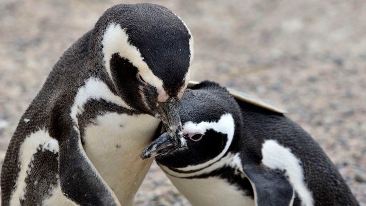 La llegada de los pingüinos a Chubut será emitida en directo por la televisión argentina