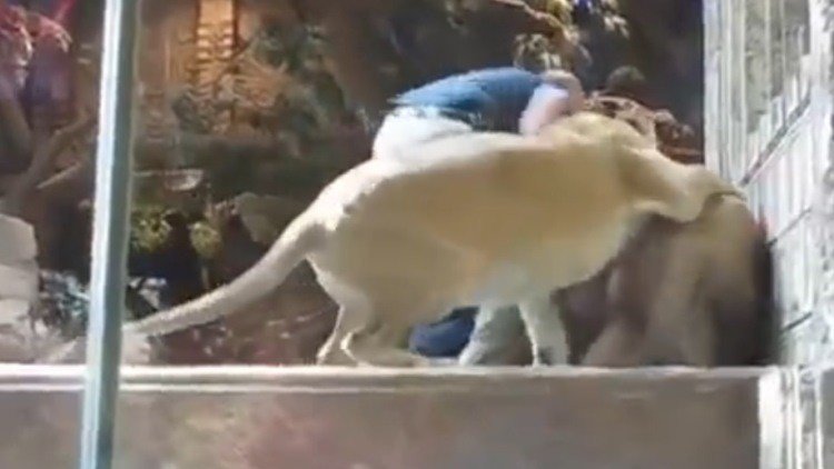 Una leona impide que un león mate a un trabajador del zoo 