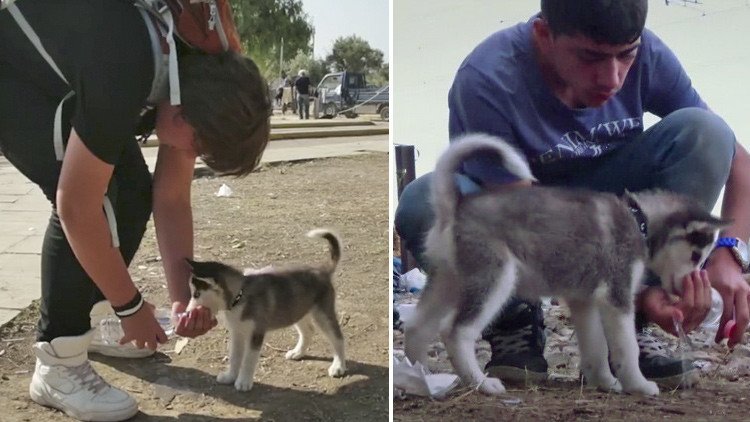 ¿Fue manipulado el video viral de un refugiado sirio que viajó 500 km con su perro?