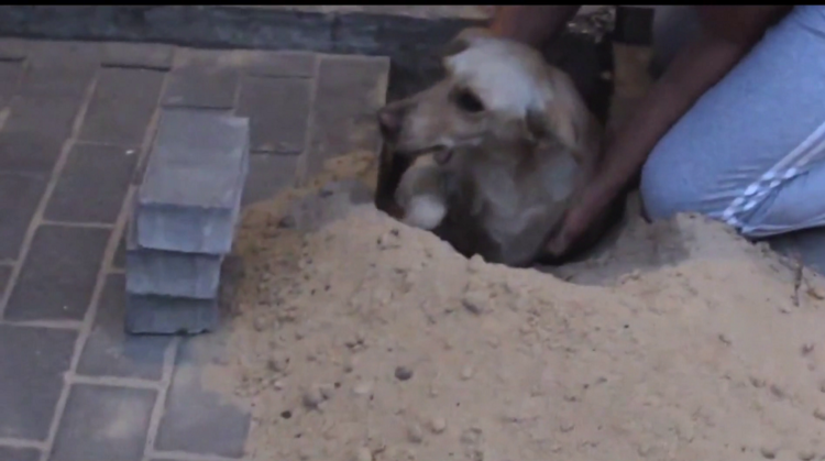 Rescatan a una perra preñada que habían enterrado viva