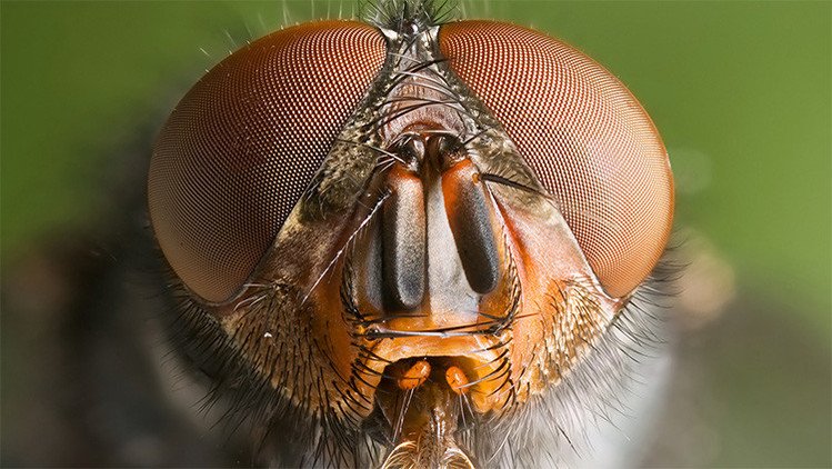 Todos los patrones de ojos de insectos caben en un solo modelo