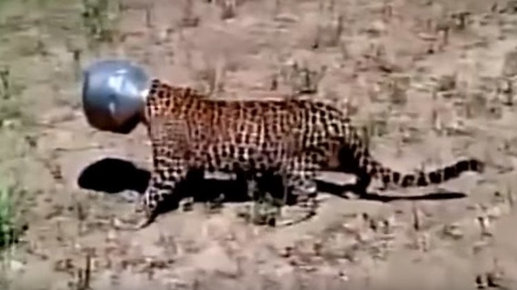 Agua que no has de beber: leopardo se mete en un problema y nadie se atreve a ayudarlo