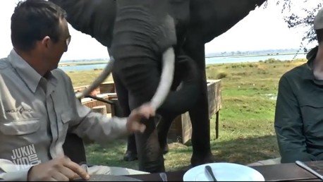 Un elefante hambriento embiste a 2 turistas mientras comían