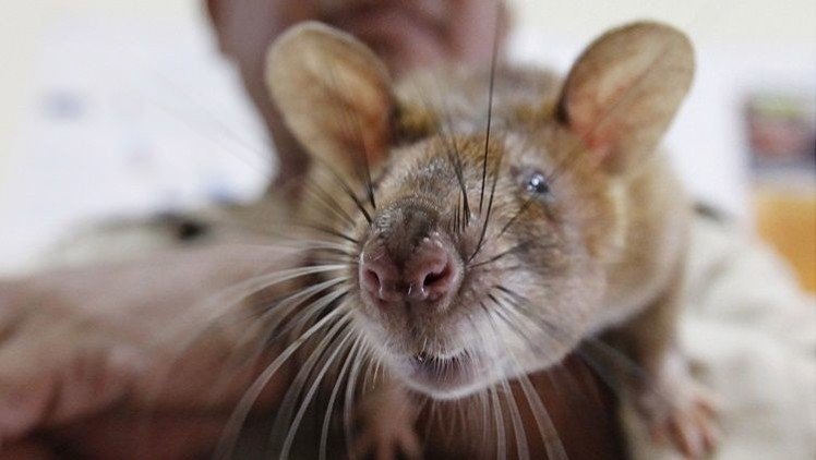 Una insólita especie de rata con hocico 'de cerdo' asoma la nariz en Indonesia