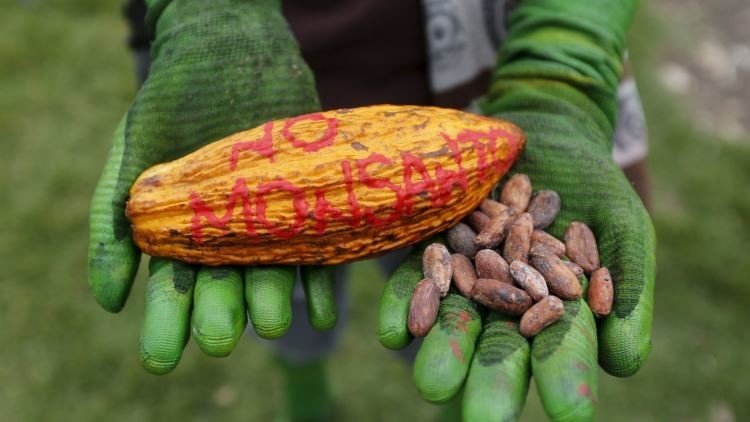 ¿Se cae Monsanto? El gigante recorta su plantilla mientras se reducen sus ganancias