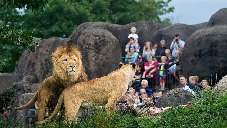 Un zoológico danés mata un león e invita a los niños a ver su disección